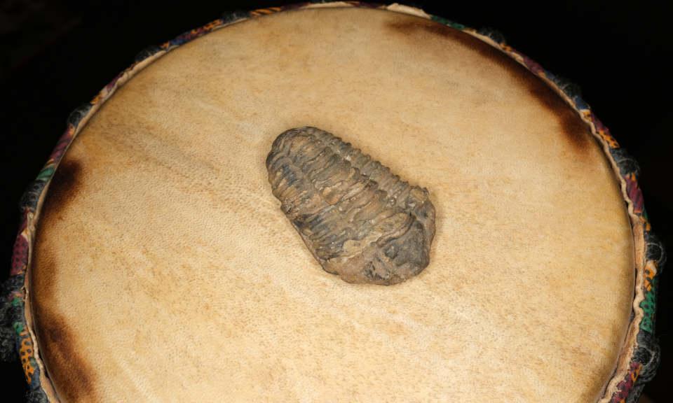 trilobite example photo (cropped)